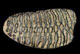Fossil Woolly Mammoth Upper M Molar - North Sea Deposits #149759-2